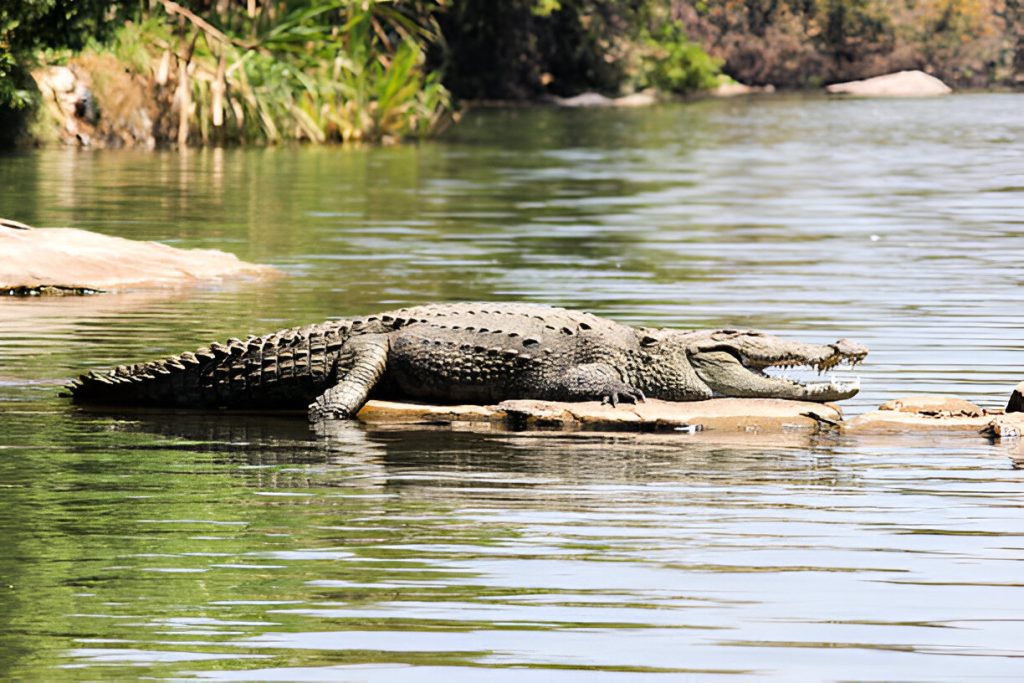 Crocodiles are Ancient Guardians of the Waters